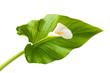 White calla with leaf isolated on white