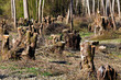 Foto: Bäume in einem Wald wurden umgeschnitten Bäume in einem Wald wurden umgeschnitten