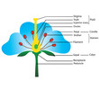 structure of the flower