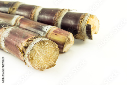 Photo: sugar cane with white background sugar cane with white background
