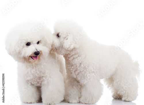 Photo: bichon frise puppy dogs playing bichon frise puppy dogs playing