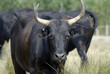 Taureau (de Camargue)