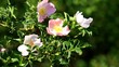 Wild rose bush in the wind