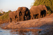 herd of elephant