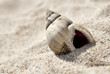 Schneckenhaus im Sand am Strand
