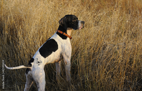 Photo: Dog alert in hunting field Dog alert in hunting field