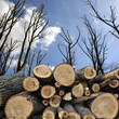 Holz
