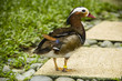 Mandarin duck standing