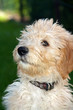 golden doodle
