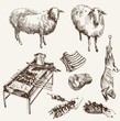 Vector: sheep breeding sheep breeding