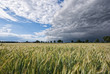 Kornfeld und Unwetter