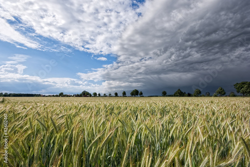 Photo: Kornfeld und Unwetter Kornfeld und Unwetter