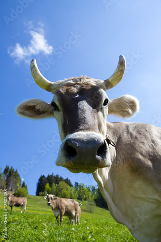 Photo: Kuh mit Hörnern Kuh mit Hörnern