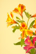 Beautiful flowers