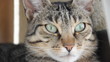 Katzen