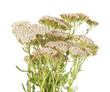 Yarrow herb isolated