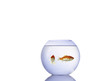 Goldfische Beziehungskrise