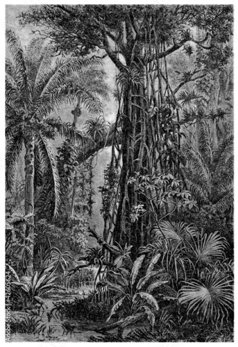 Illustration: Beautiful Jungle Beautiful Jungle