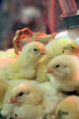 Poussins