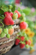 Photo: Home grown fresh strawberries close-up Home grown fresh strawberries close-up
