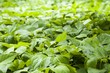 Foto: Bean field with shallow depth of field Bean field with shallow depth of field