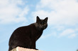 Foto: chat noir chat noir