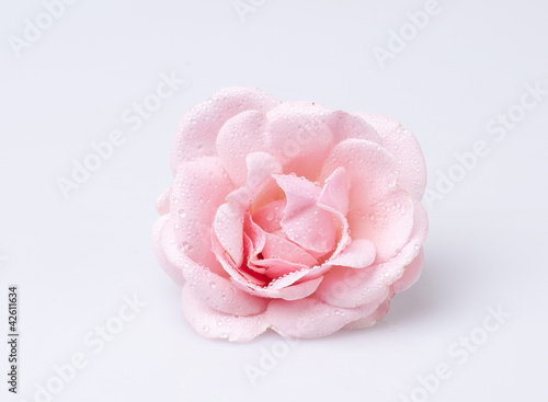 Photo: rose rose