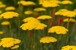 Schafgarbe auf der Wiese