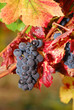 Pinot Noir