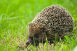 Hedgehog - Erinaceus europaeus