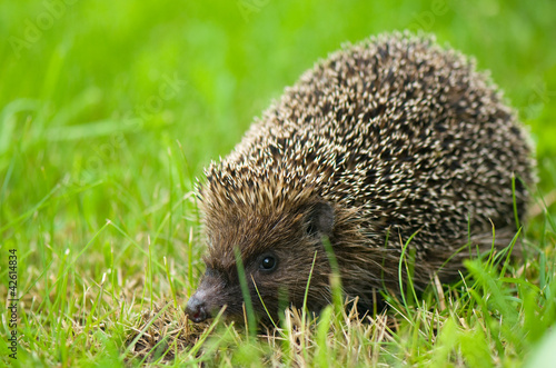 Photo: Hedgehog - Erinaceus europaeus Hedgehog - Erinaceus europaeus