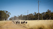 Australian Sheep