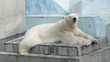 polar bear in zoo