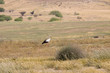 One stork