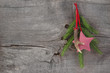 Rustikaler Weihnachtshintergrund aus Naturmaterialien