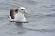 Shy Albatross in water.