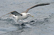 Shy Albatross landing on water.