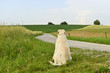 Hund