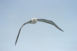 Shy Albatros flying with blue sky.