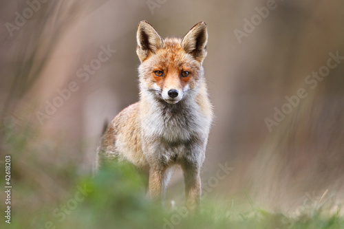 Photo: red fox red fox