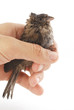 Sparrow