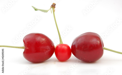 Photo: perfect tree cherries perfect tree cherries