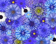 Photo: Blue Flower Background Blue Flower Background