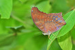 Brown Butterfly on leaf (Large Assyrian, Terinos atlita)