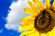 I Need Sun!