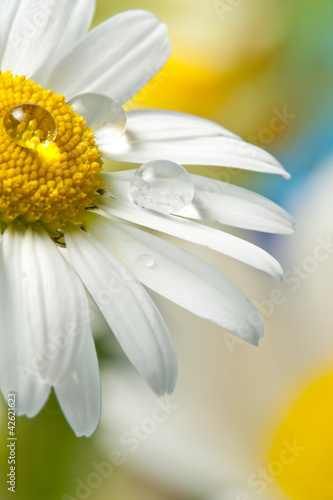 Photo: daisy with dew drops daisy with dew drops