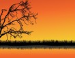 Tree silhouette background