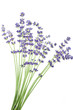 Lavendel auf weißem Hintergrund