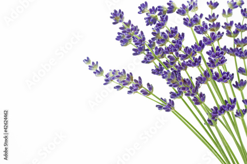 Foto: Lavendel auf weißem Hintergrund Lavendel auf weißem Hintergrund