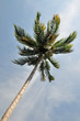 Coconut tree